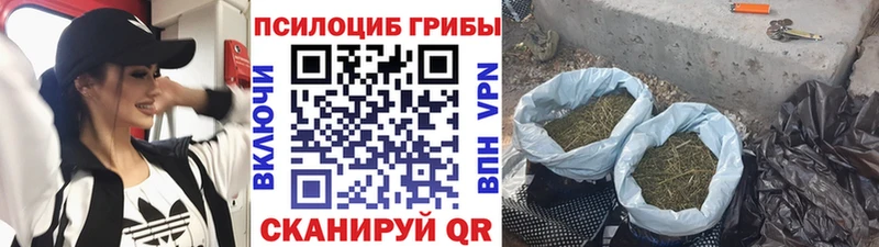 Галлюциногенные грибы Psilocybe Сураж