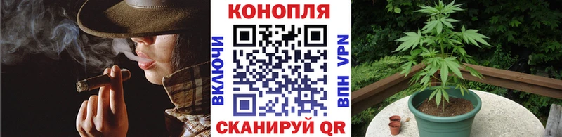 Канабис OG Kush  Сураж 